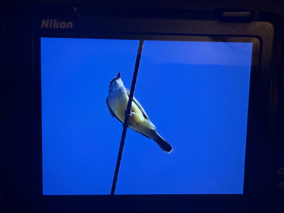 Western Kingbird - ML647192382