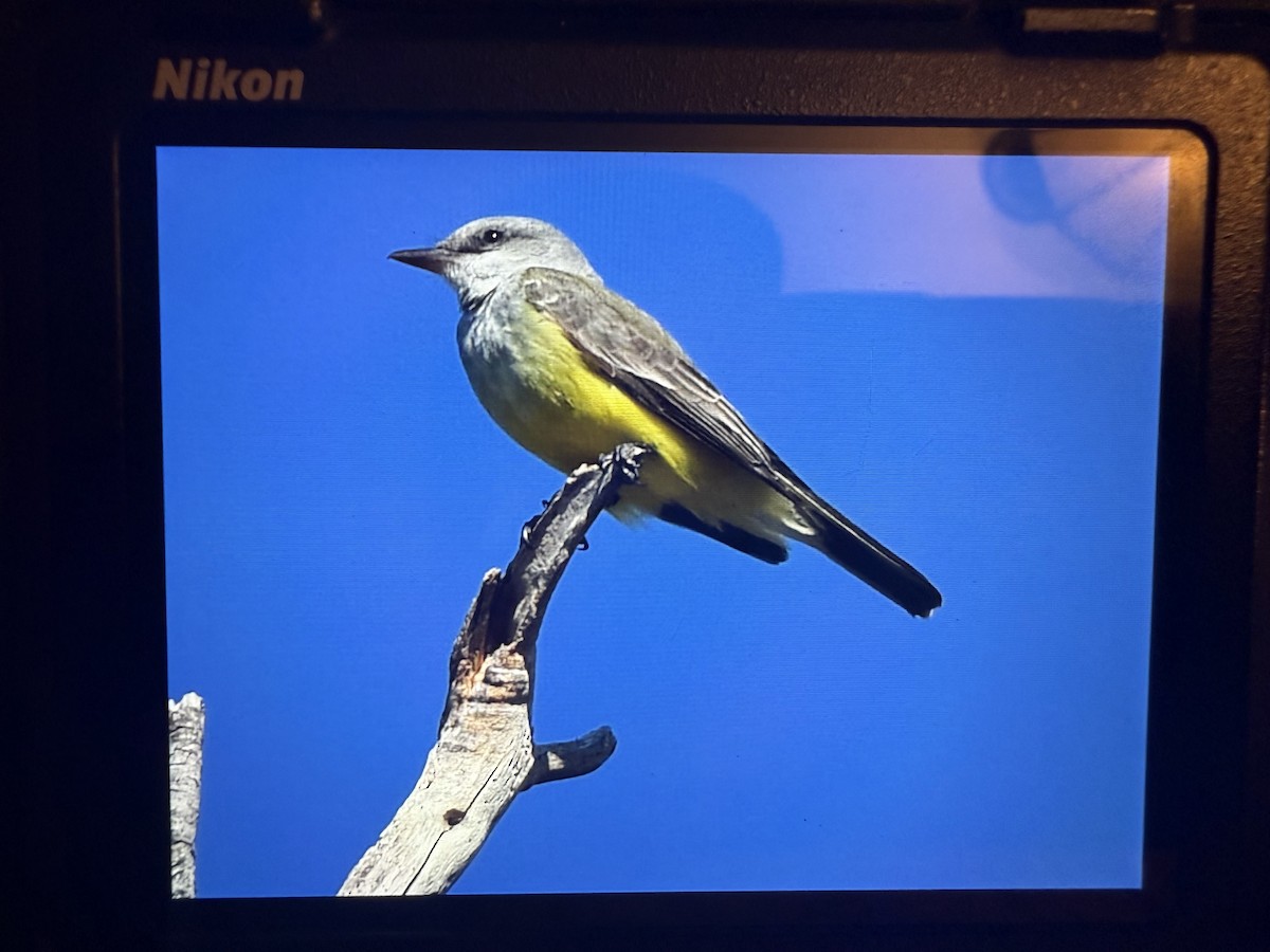 Western Kingbird - ML647192383