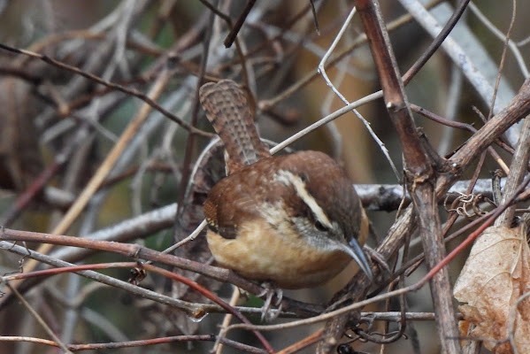 Carolina Wren - ML647192398