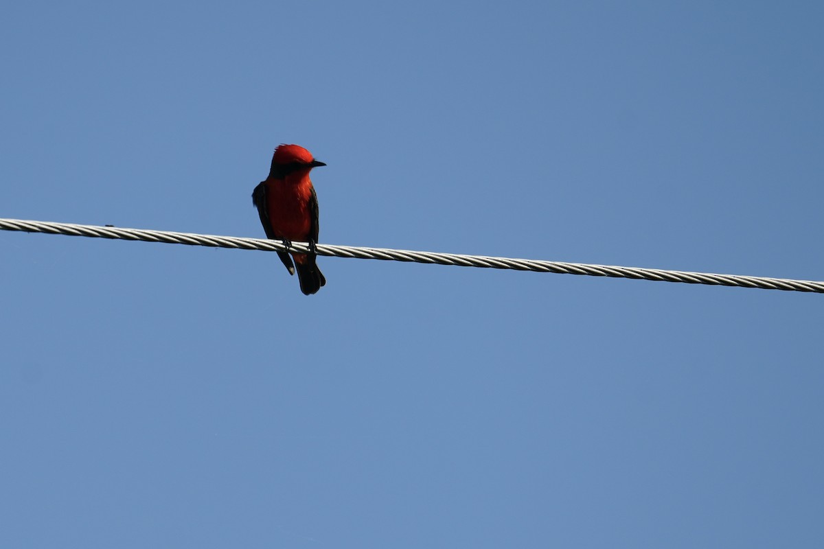 Vermilion Flycatcher - ML647192401