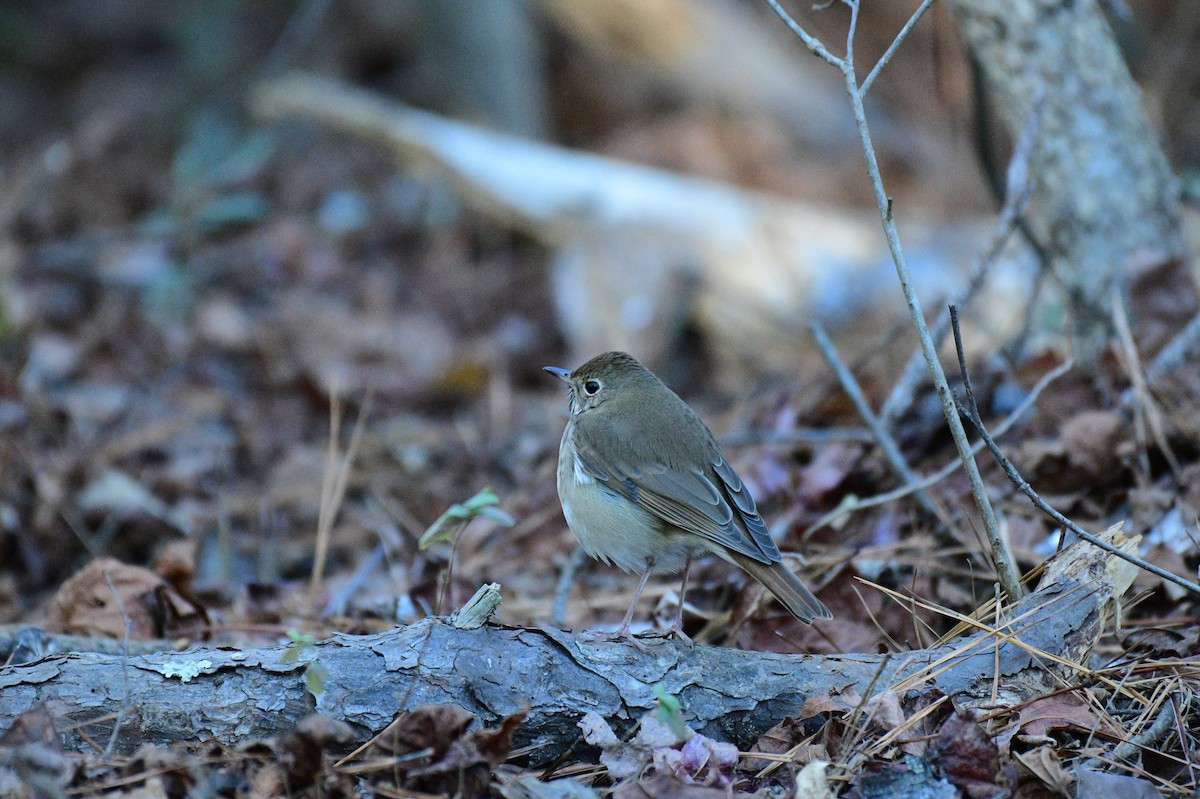 Дрізд-короткодзьоб плямистоволий - ML647192423