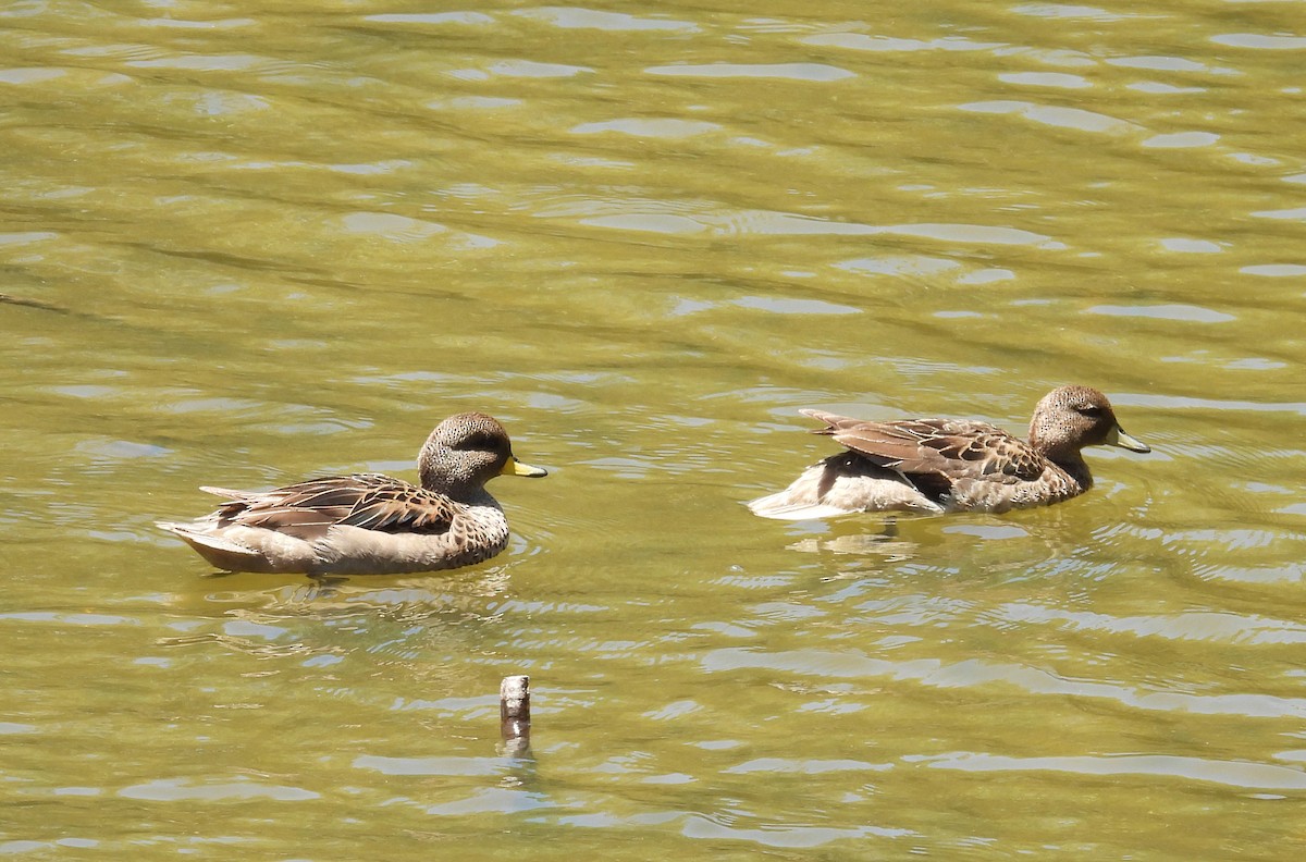 Yellow-billed Teal - ML647192436