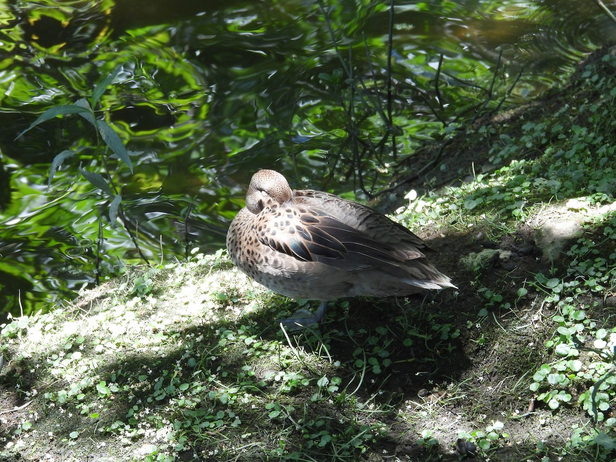 Yellow-billed Teal - ML647192437