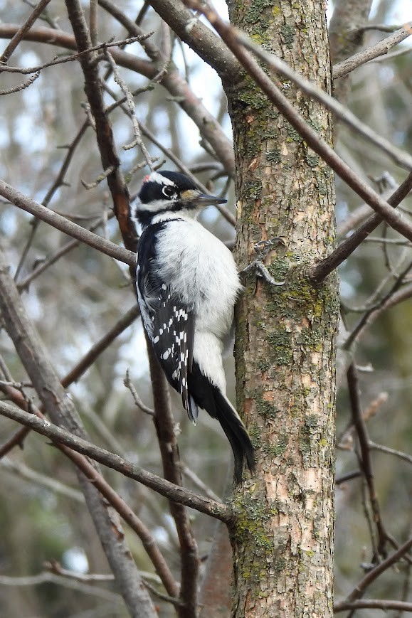 Hairy Woodpecker - ML647192439