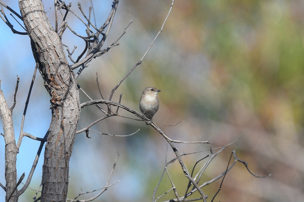 Avustalya Şakıcı Sinekkapanı - ML647192441