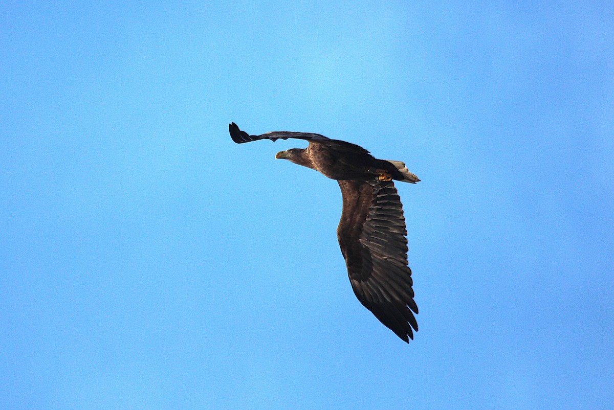 White-tailed Eagle - ML647192443