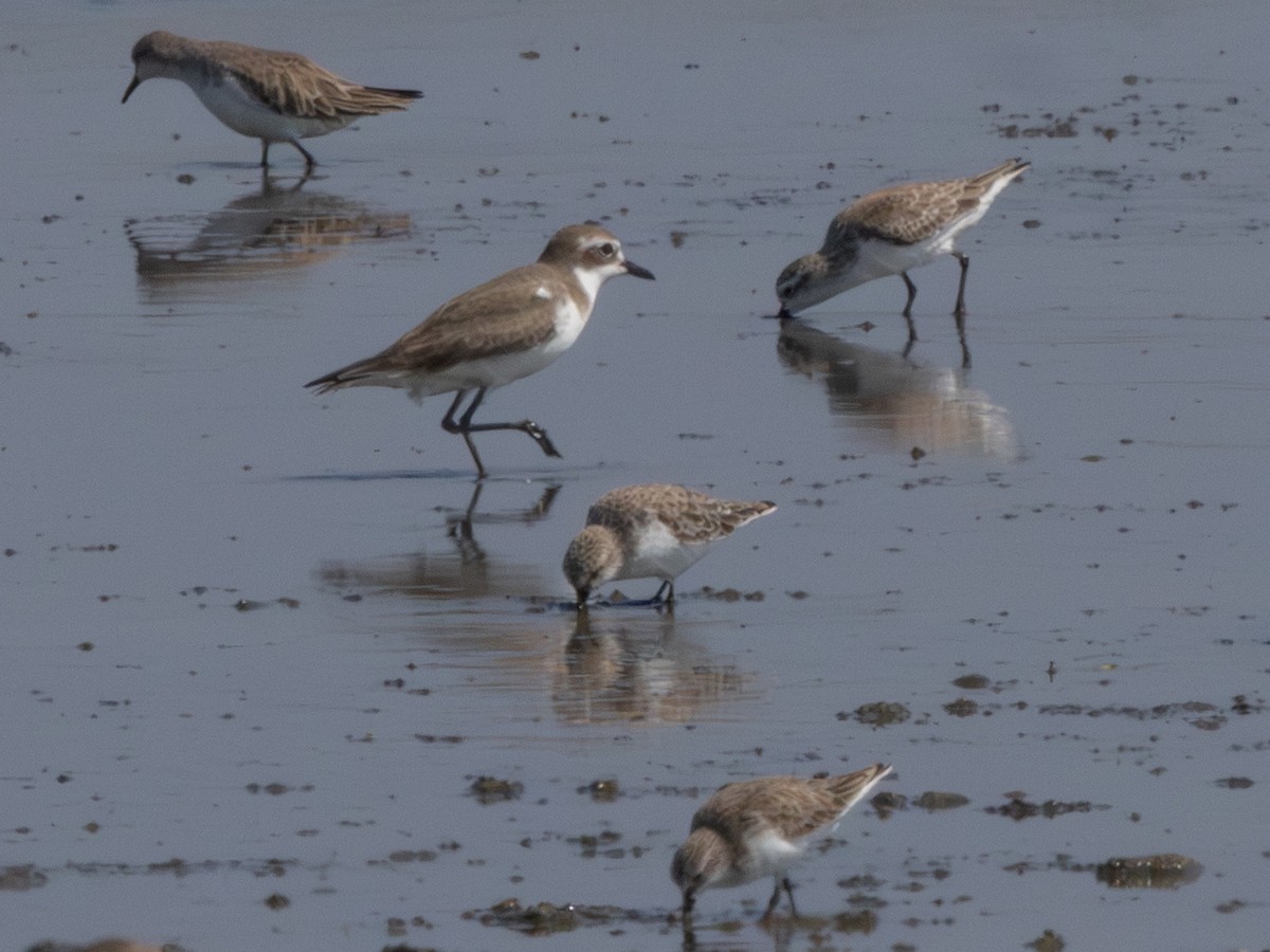 Tibet Cılıbıtı - ML647192446