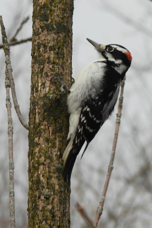 Hairy Woodpecker - ML647192454
