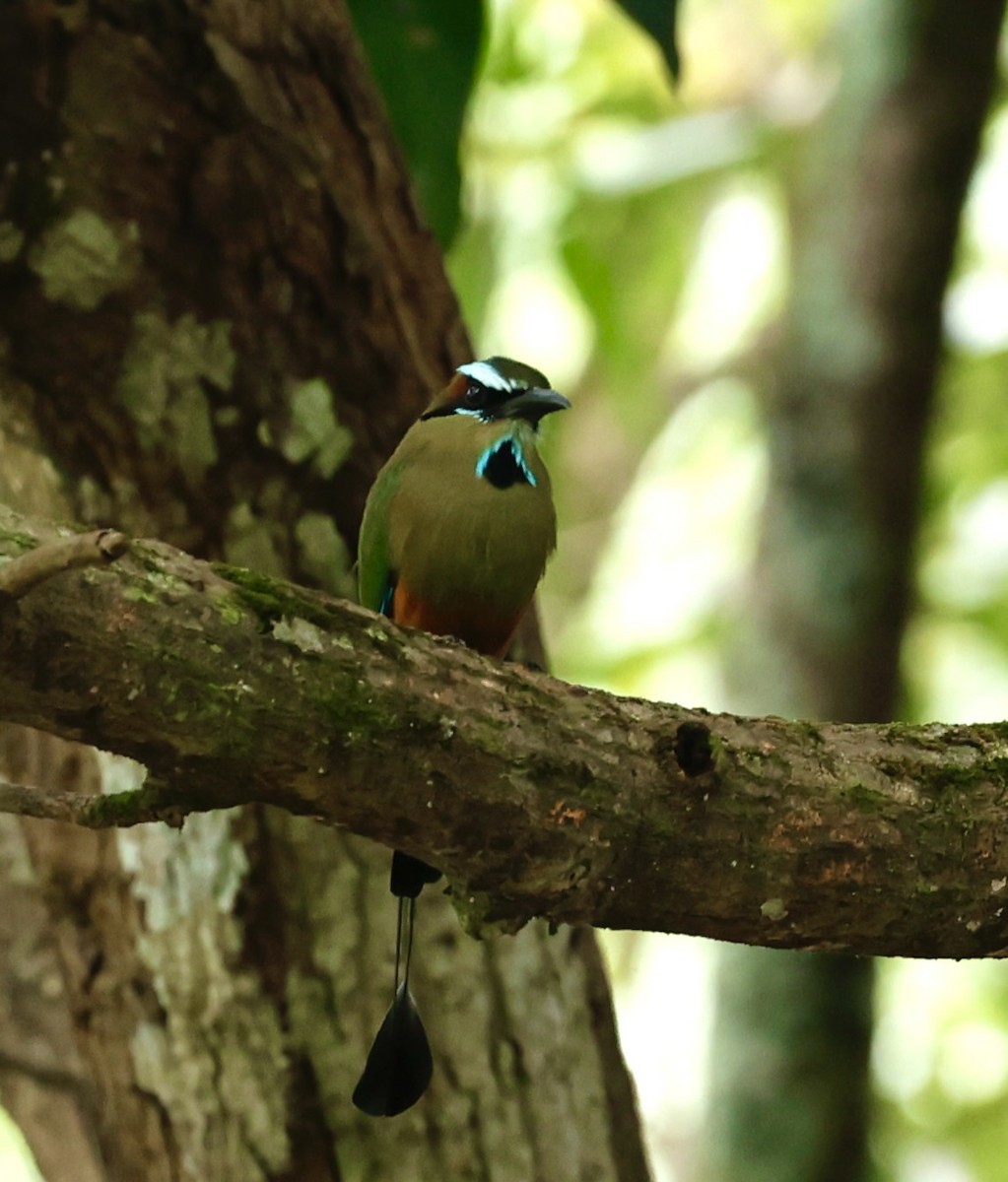 Момот рудочеревий - ML647192476