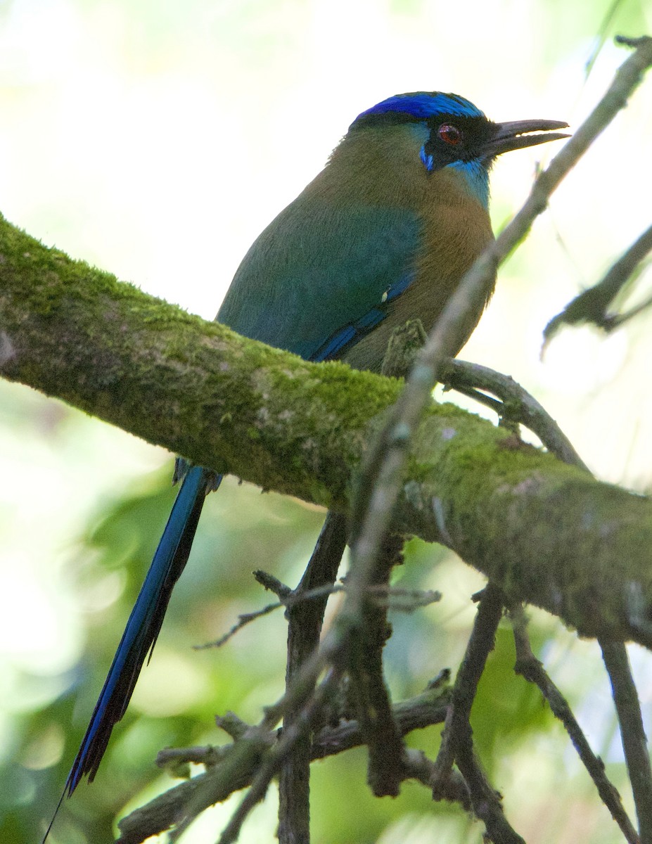 Lesson Motmotu - ML647192478