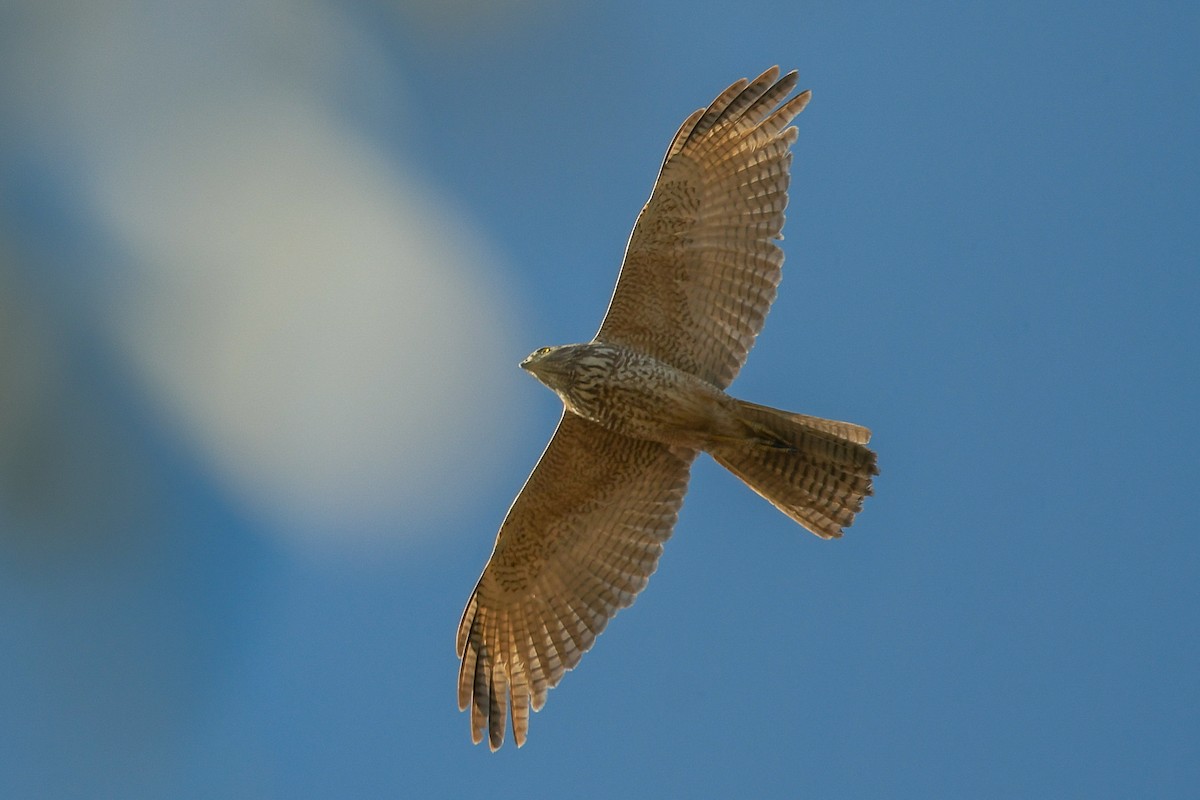 Ошейниковый перепелятник - ML647192479