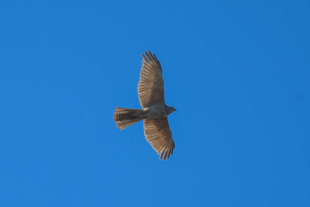 Ошейниковый перепелятник - ML647192483