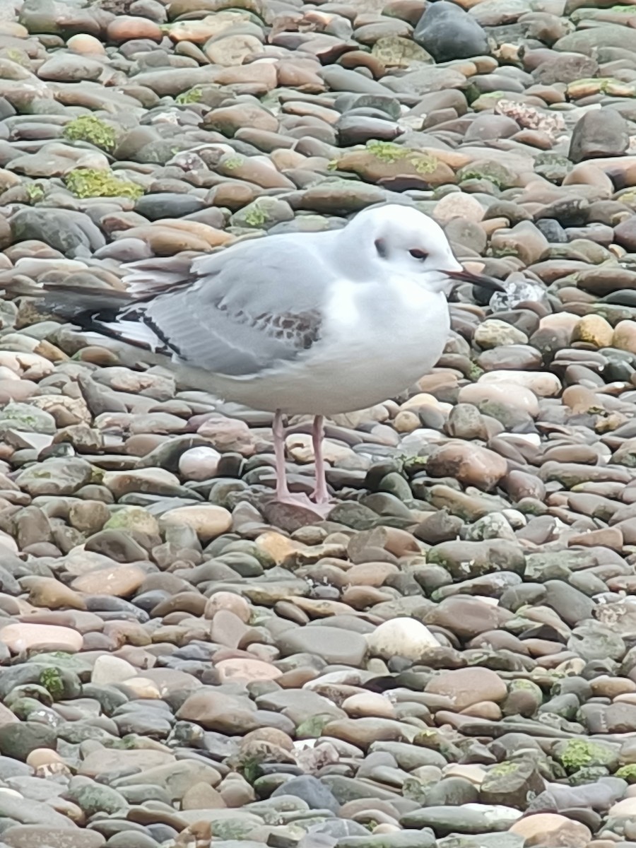 Bonaparte's Gull - ML647192485