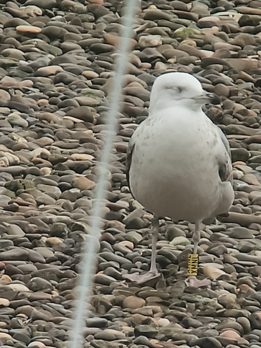 Caspian Gull - ML647192497
