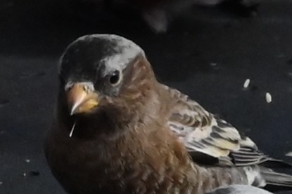 Gray-crowned Rosy-Finch - ML647192500