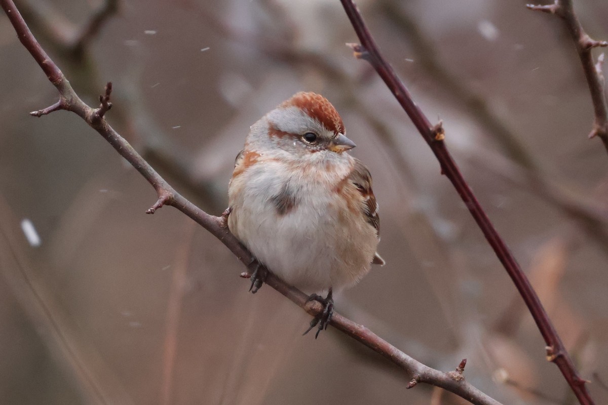 ムナフヒメドリ - ML647192502