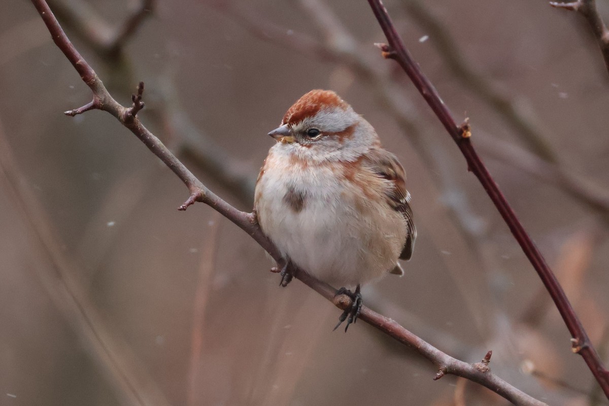 ムナフヒメドリ - ML647192503