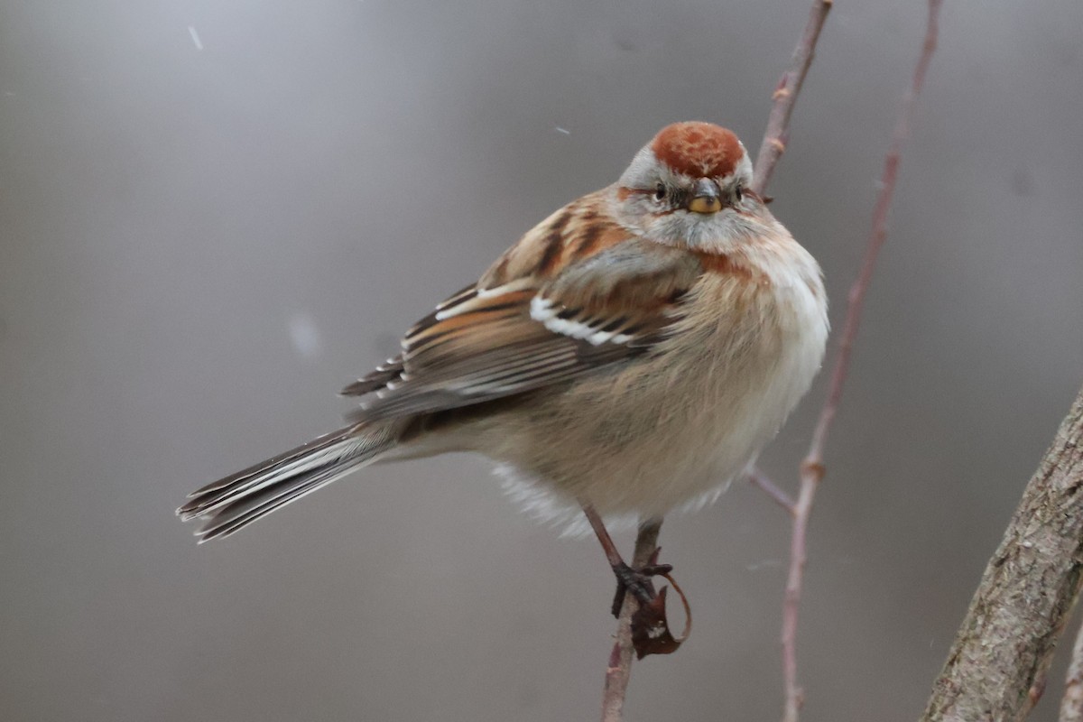 ムナフヒメドリ - ML647192504