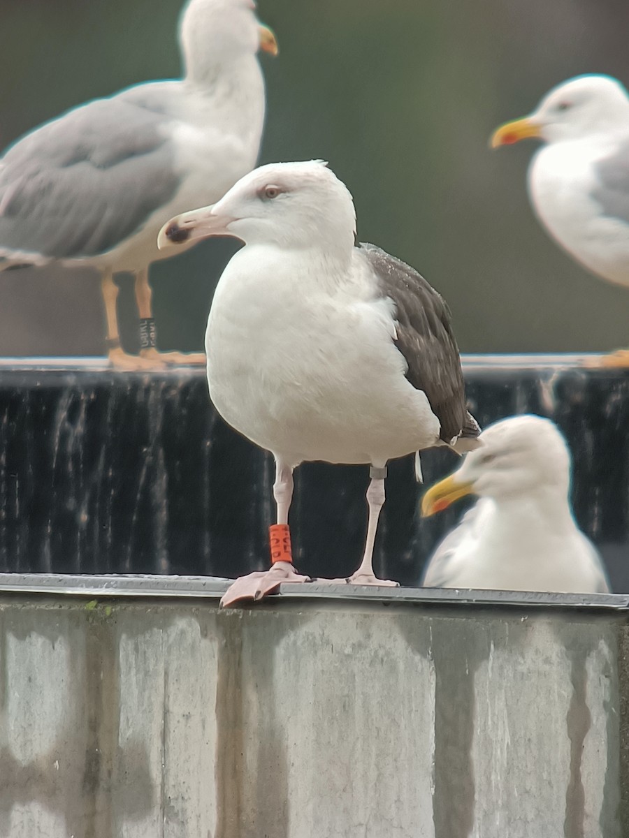 racek mořský - ML647192505