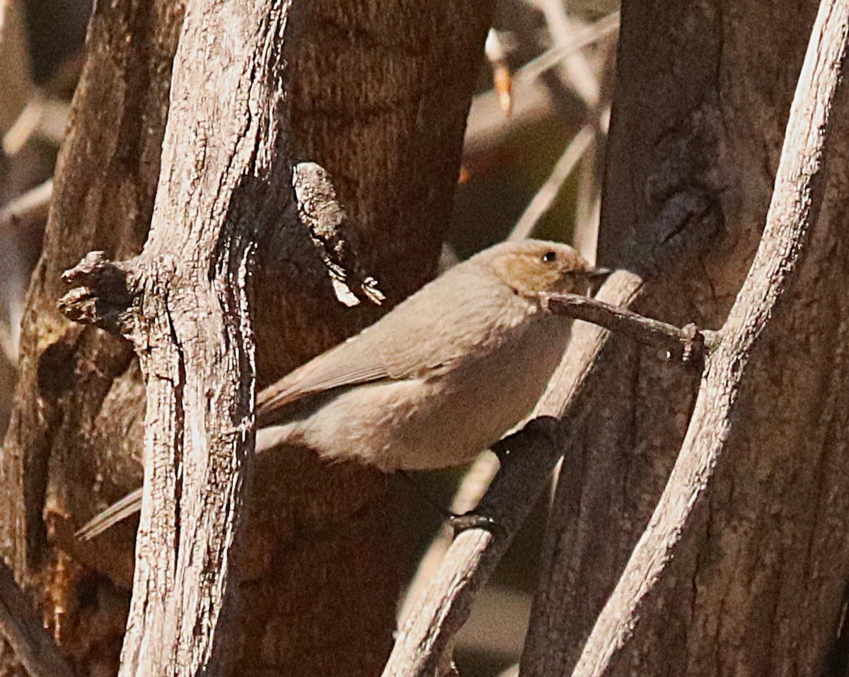 Bushtit - ML647192507