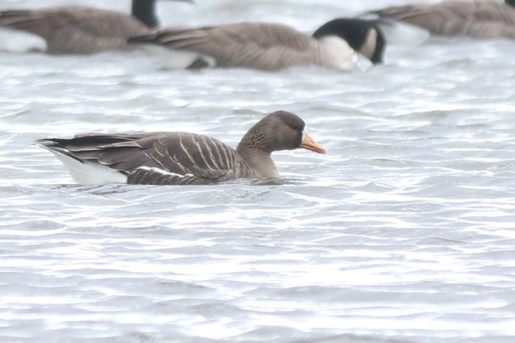 Манхин галуу - ML647192509