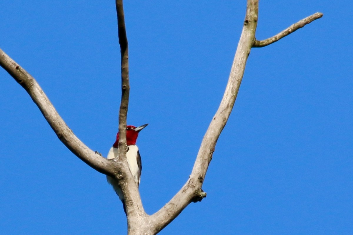 Red-headed Woodpecker - ML64719251