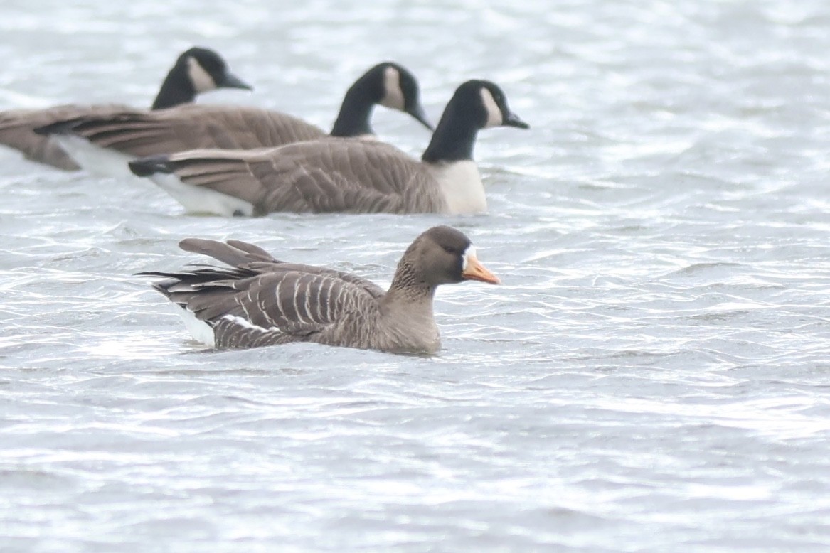 Манхин галуу - ML647192510