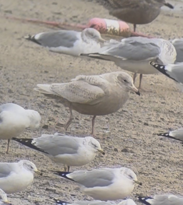 Kutup Martısı - ML647192514