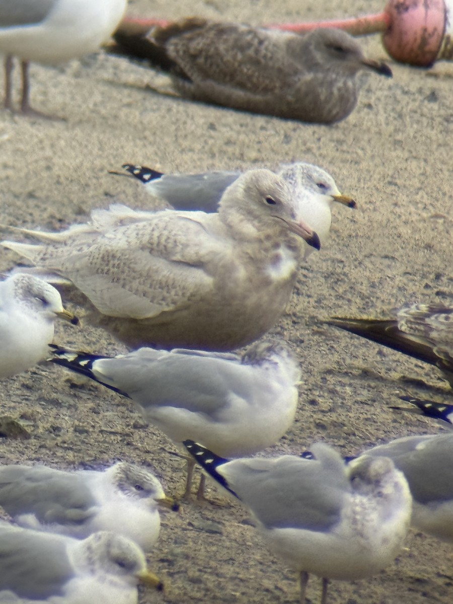 Kutup Martısı - ML647192515