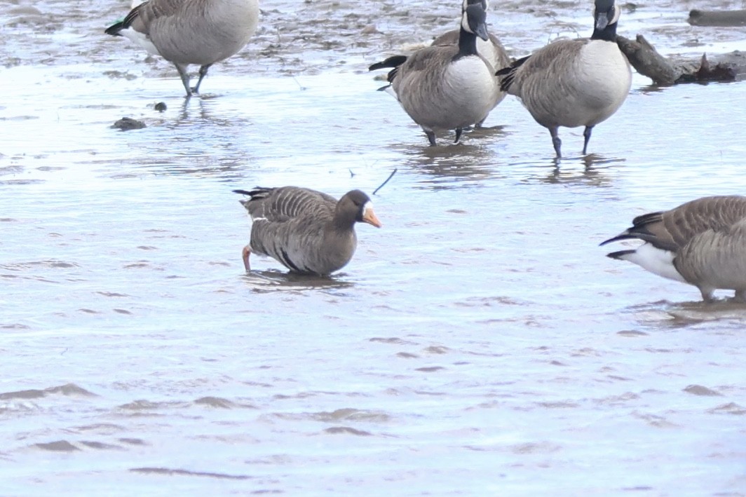 Манхин галуу - ML647192521