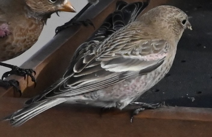 pěnkavice coloradská - ML647192525