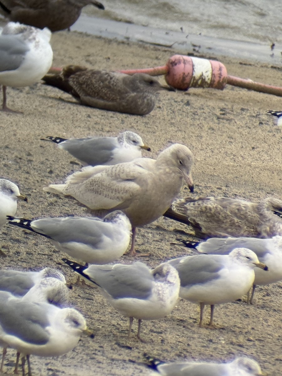 Kutup Martısı - ML647192534