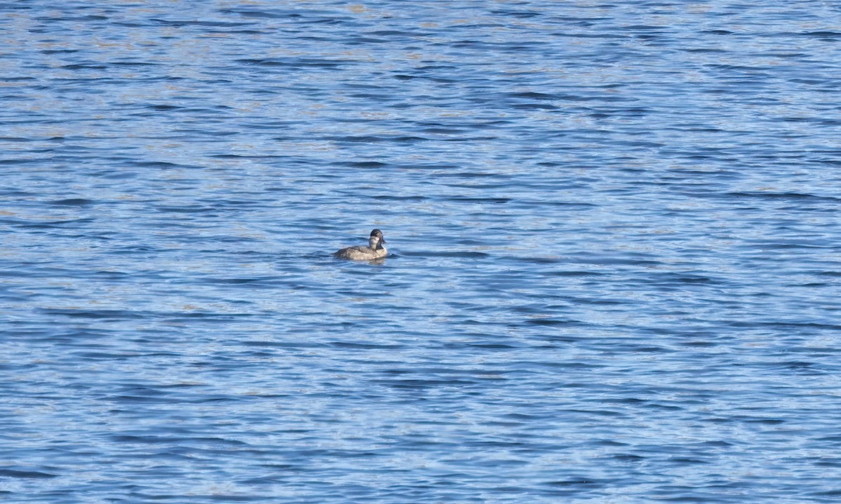 Американская савка - ML647192541