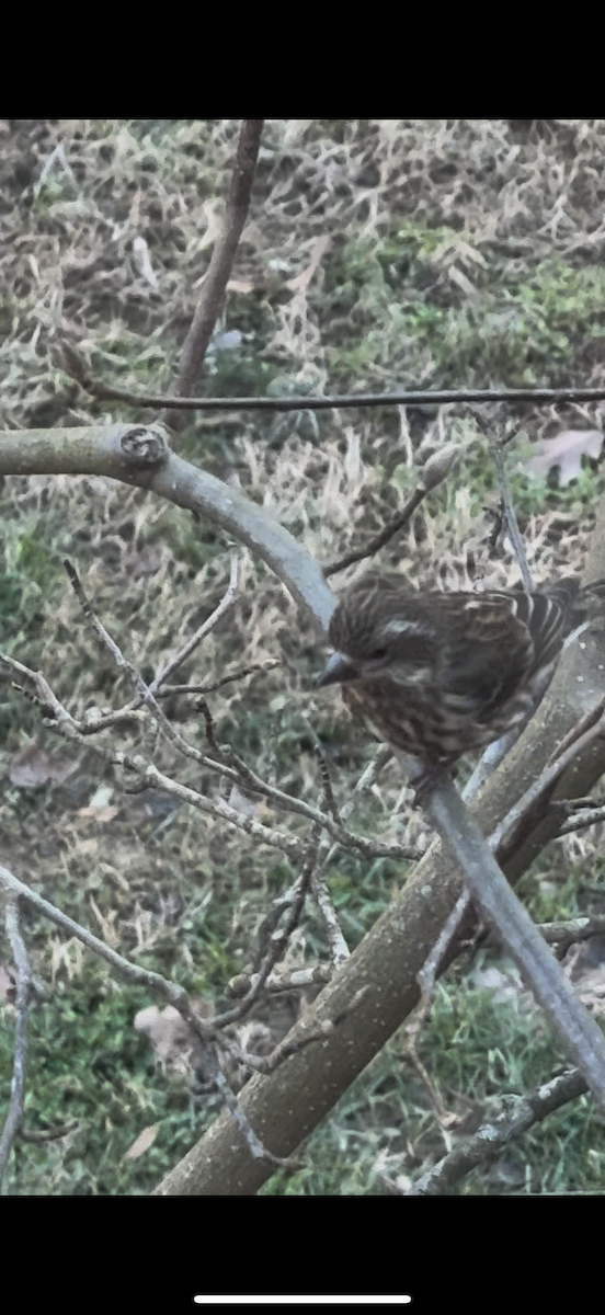 ムラサキマシコ - ML647192546