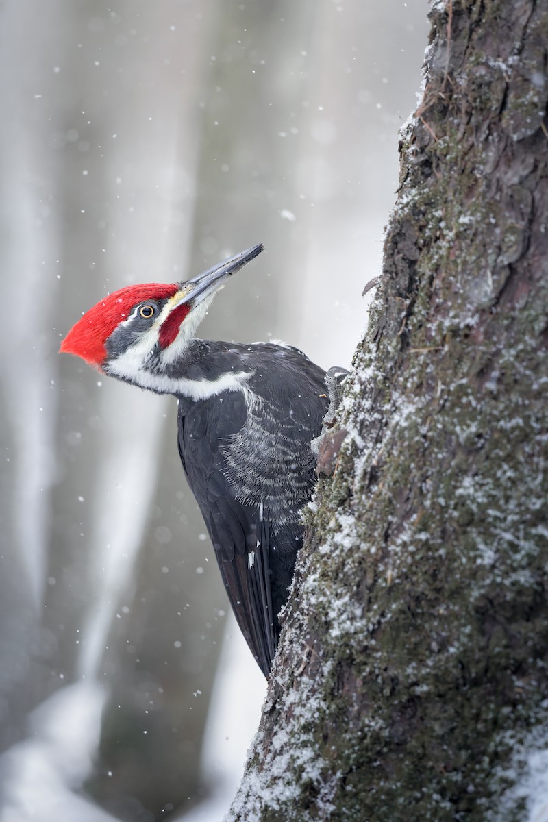 Pileated Woodpecker - ML647192557