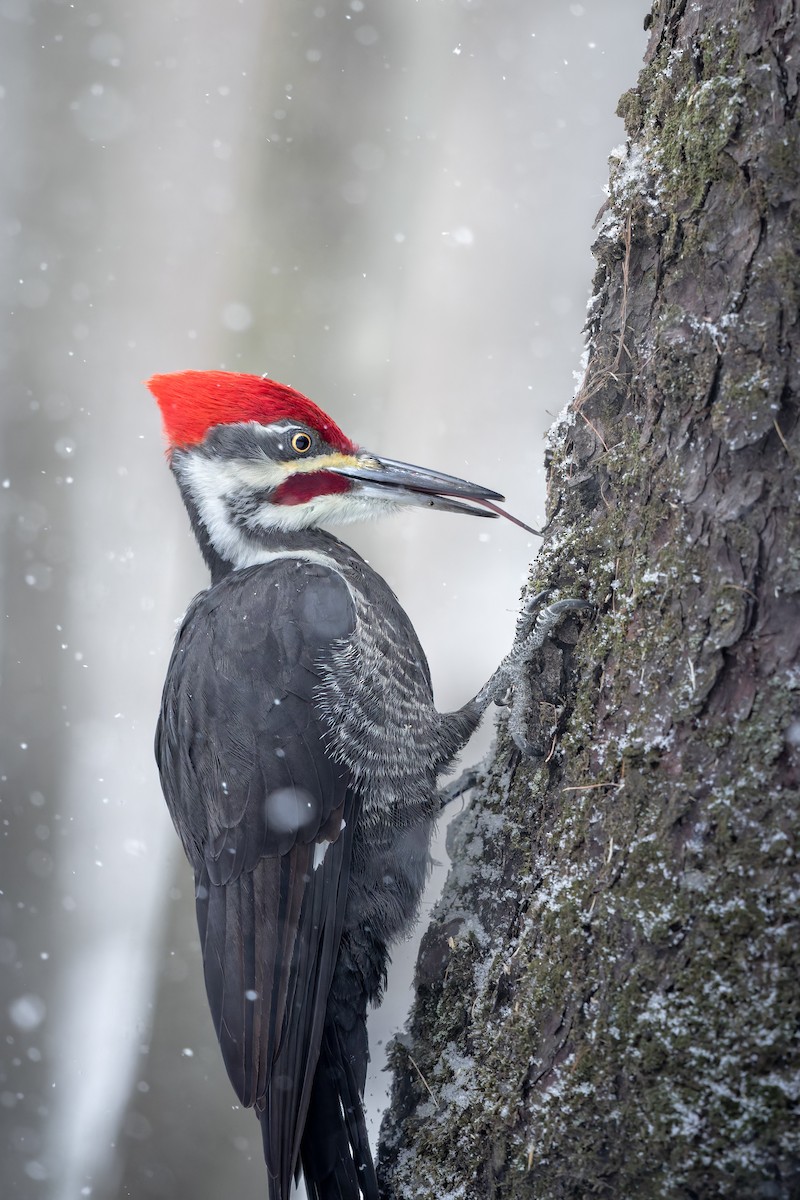 Pileated Woodpecker - ML647192558