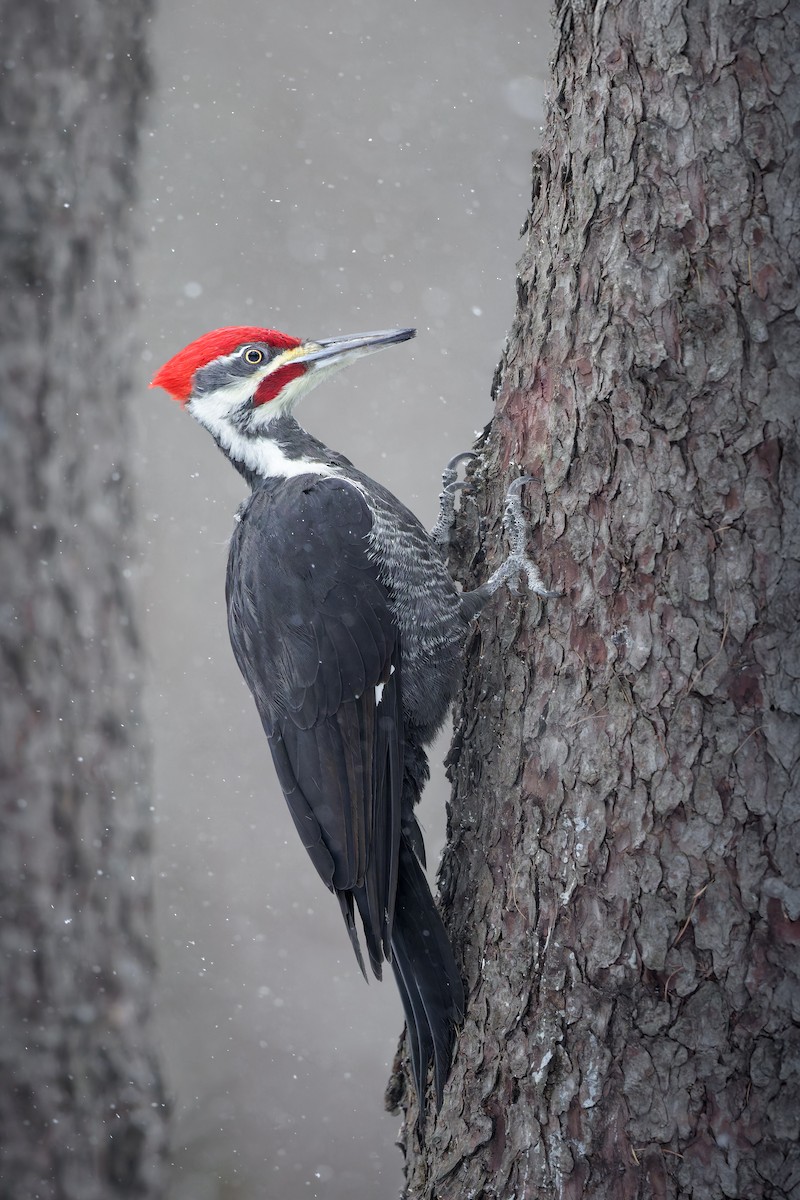 Pileated Woodpecker - ML647192559