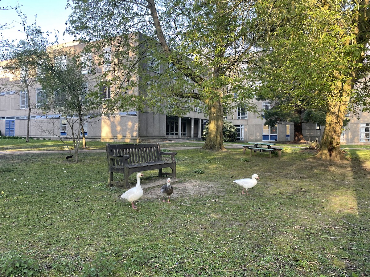 Snow Goose - ML647192562