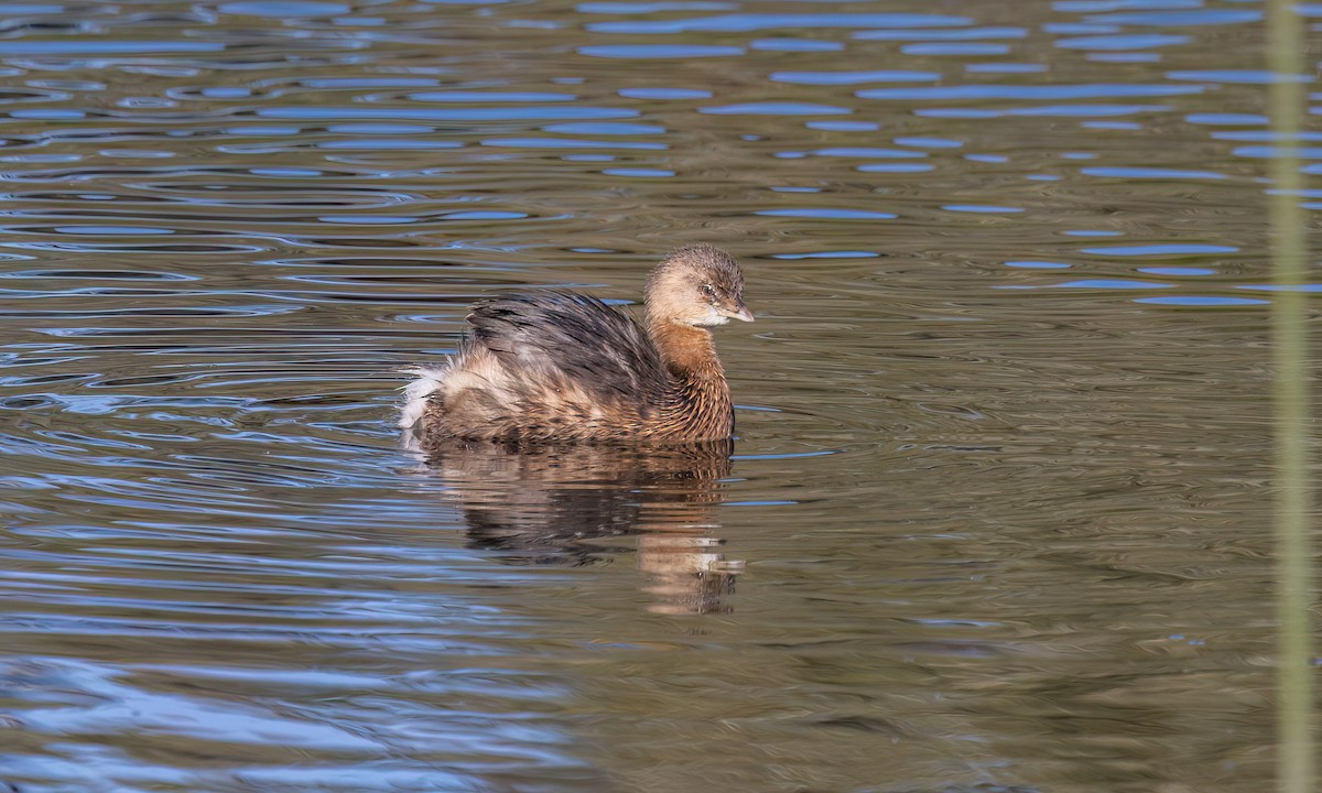 オビハシカイツブリ - ML647192564