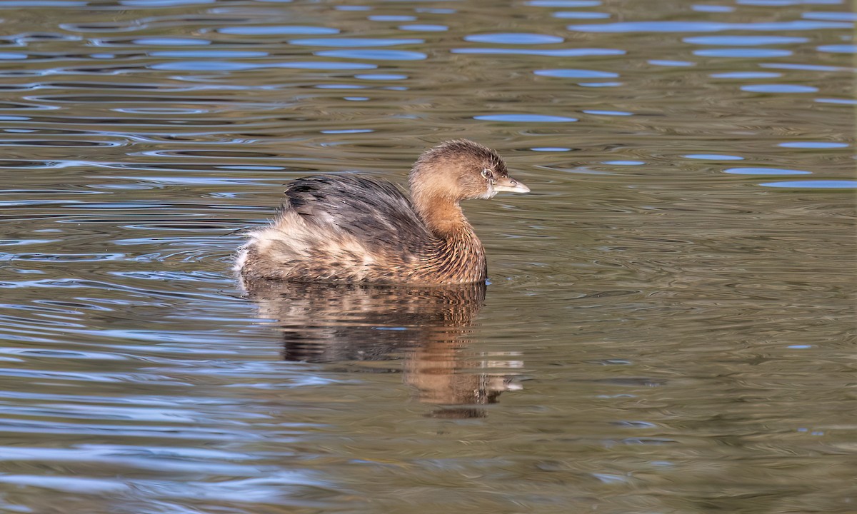 オビハシカイツブリ - ML647192565