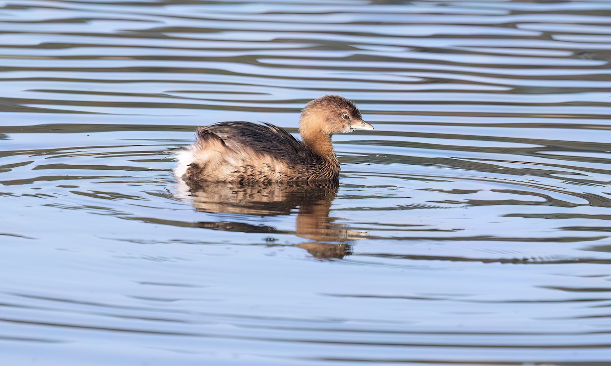 オビハシカイツブリ - ML647192566