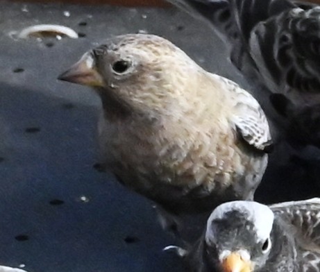 pěnkavice coloradská - ML647192568