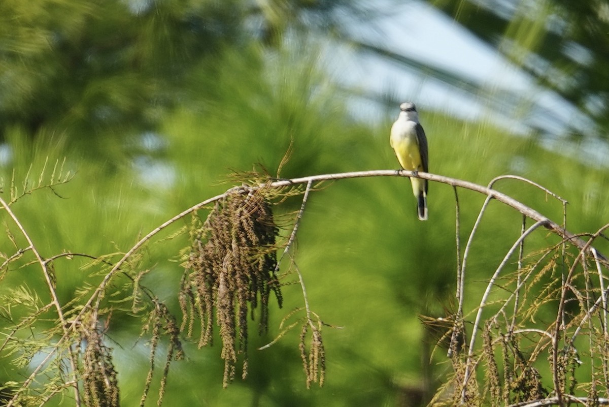 Western Kingbird - ML647192569