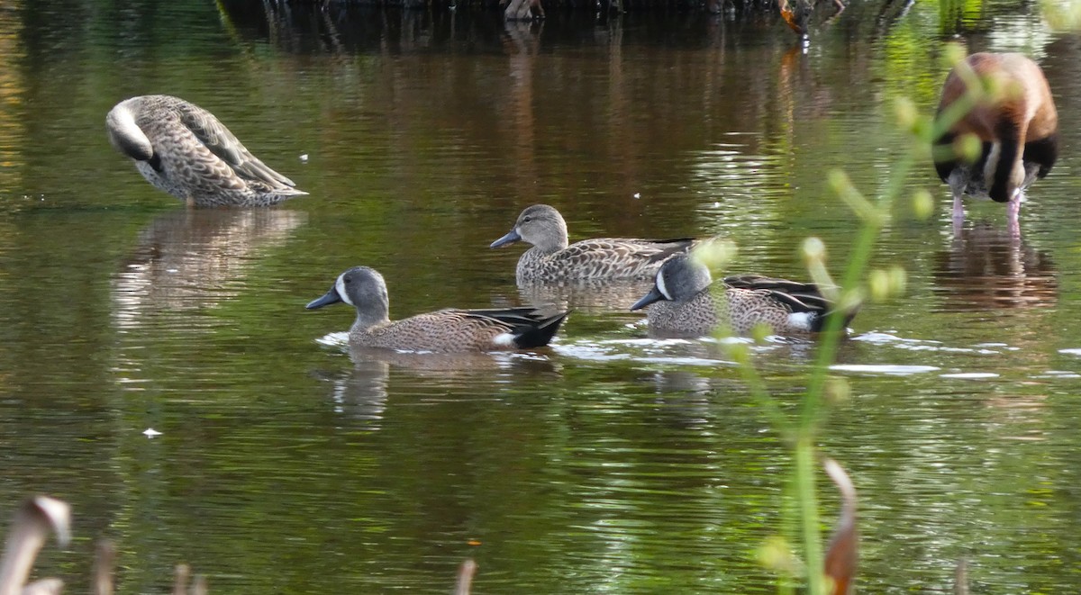 Zertzeta hegalurdina - ML647192574