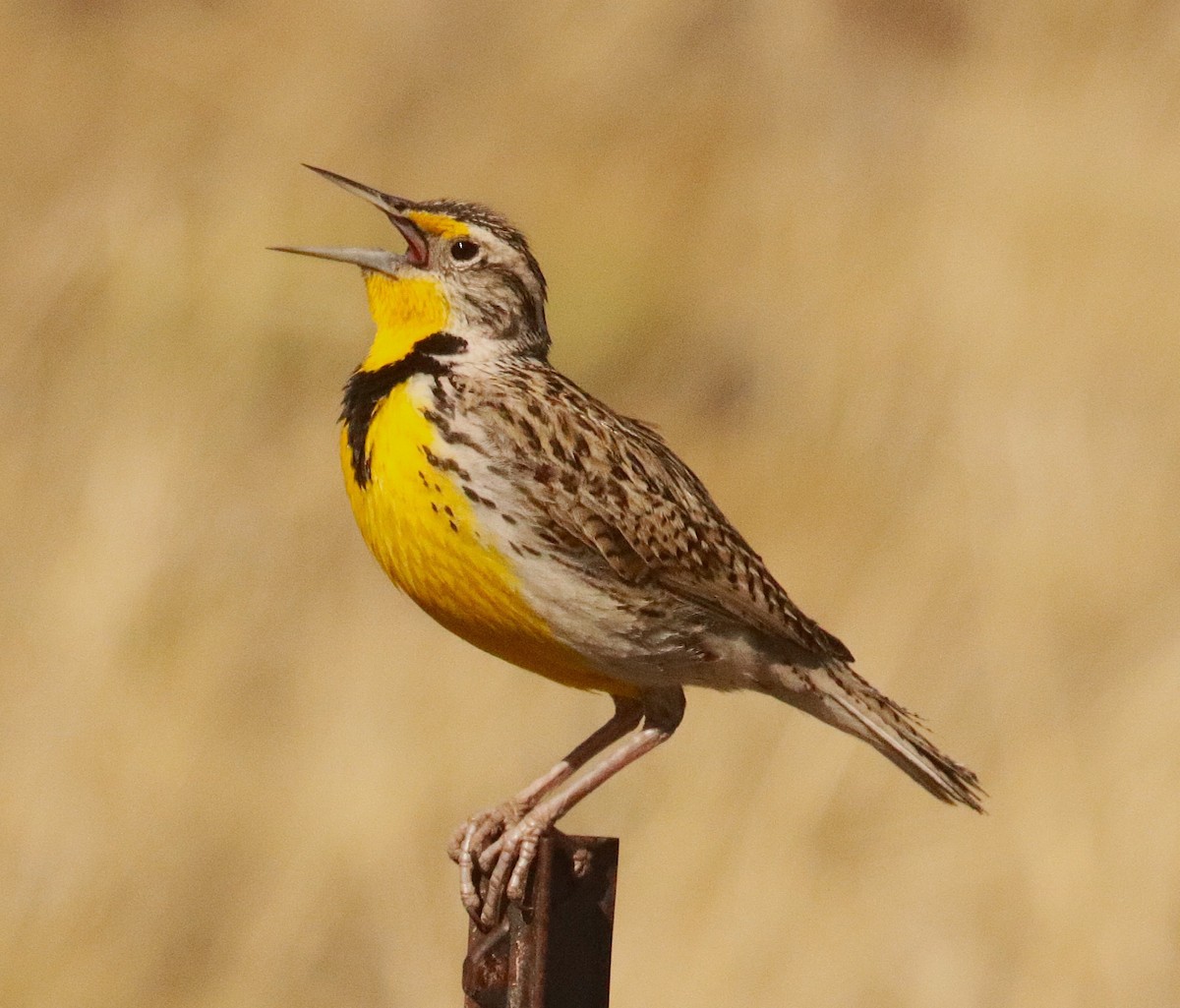 Western Meadowlark - ML647192580