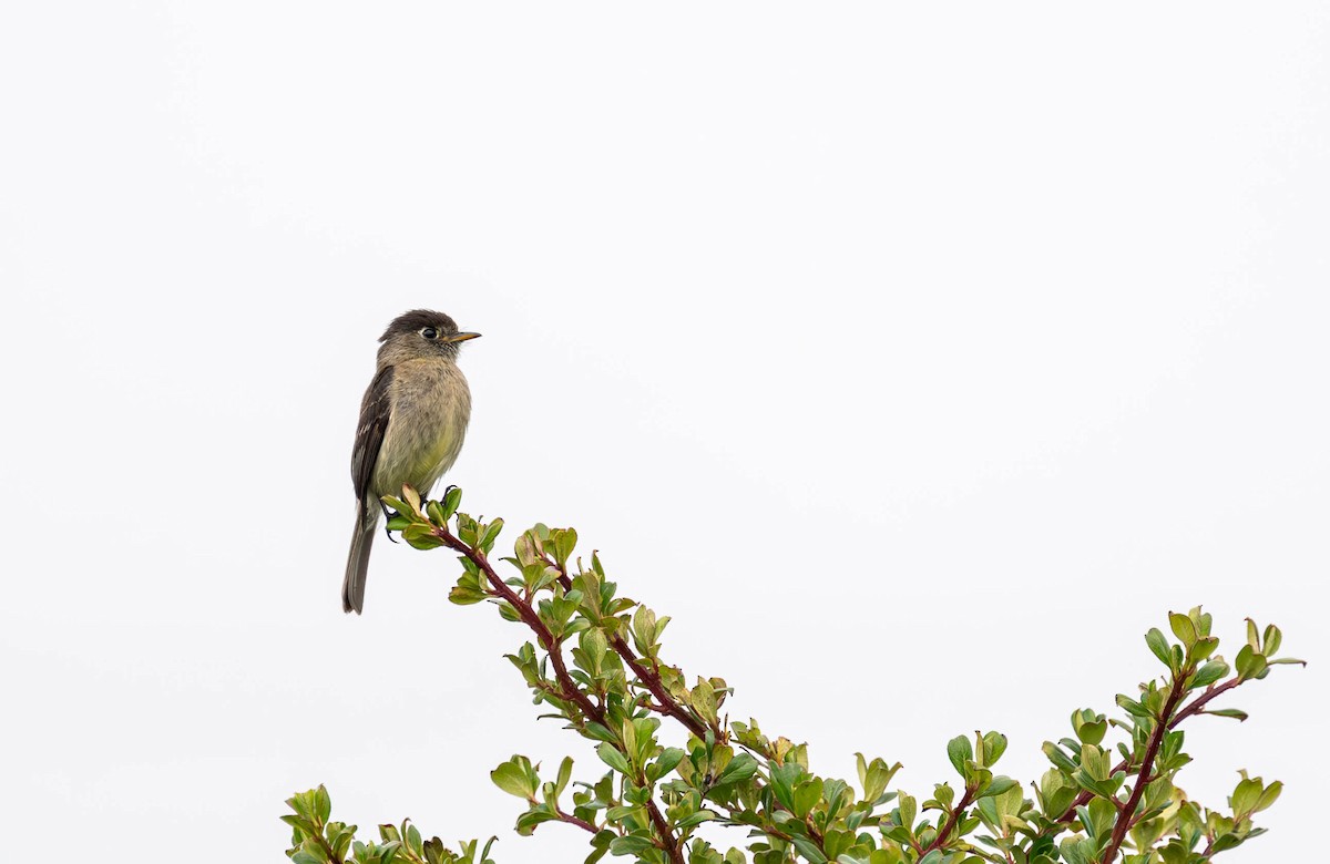 Black-capped Flycatcher - ML647192588