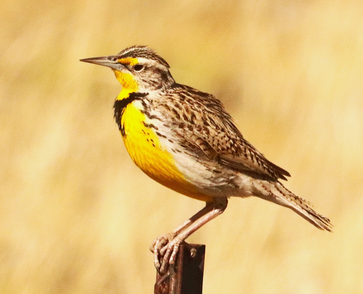 Western Meadowlark - ML647192595