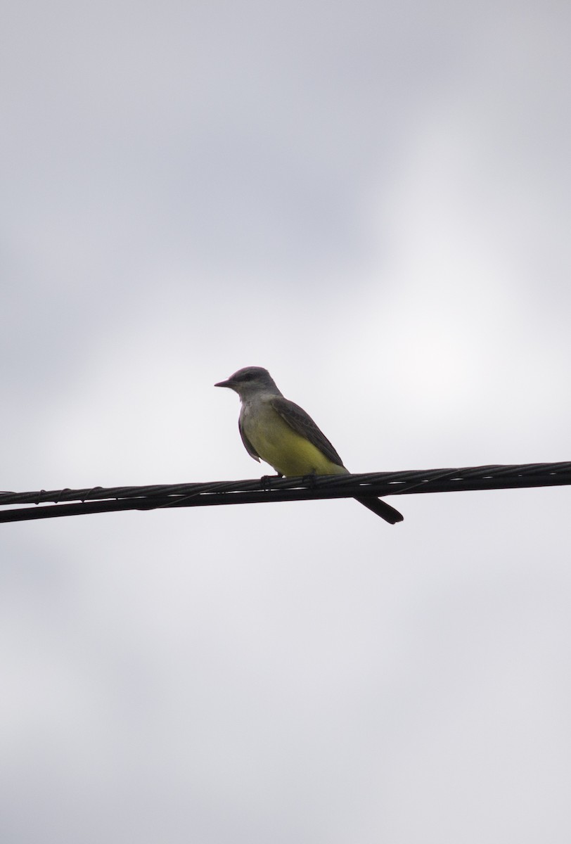 Western Kingbird - ML647192598
