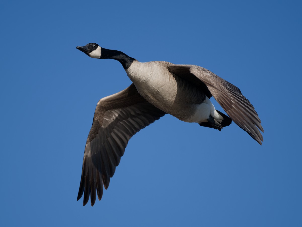 Canada Goose - ML647192599