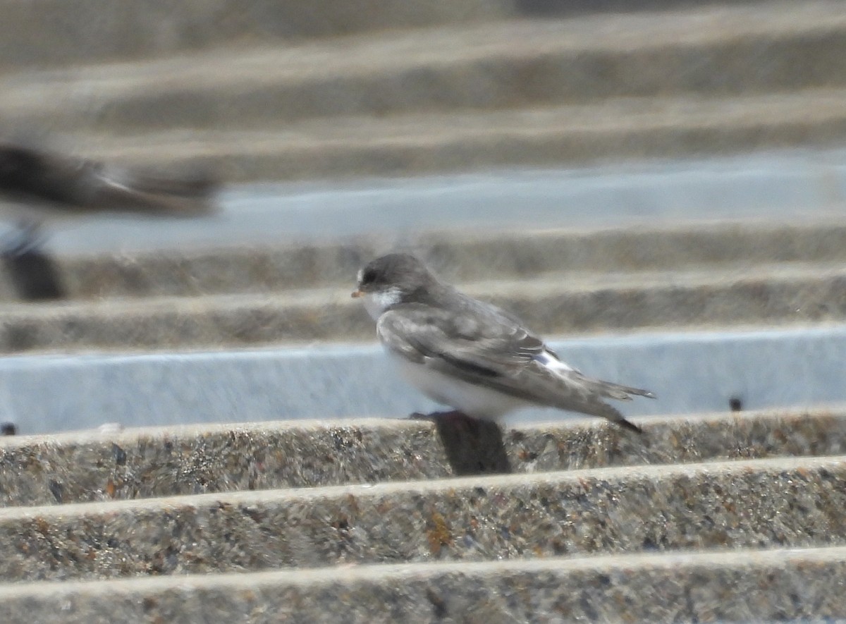 Белопоясничная ласточка - ML647192604